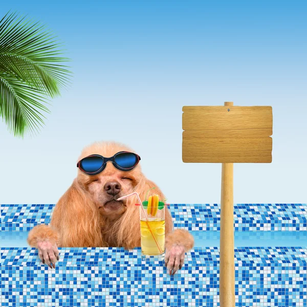Hond in het zwembad. — Stockfoto