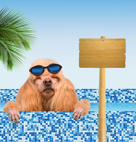 Pies w basenie. — Zdjęcie stockowe