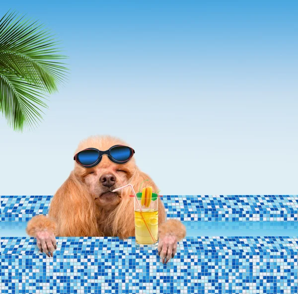 Cane in piscina. — Foto Stock