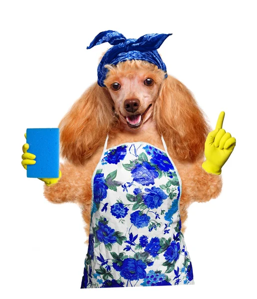 Housewife dog — Stock Photo, Image