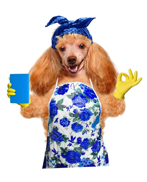 Housewife dog — Stock Photo, Image