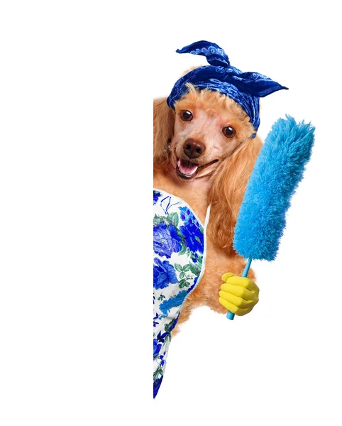 Housewife dog — Stock Photo, Image