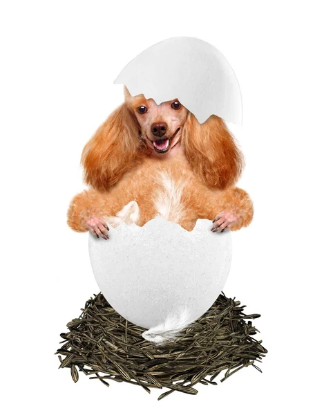 Dog in the egg. — Stock Photo, Image