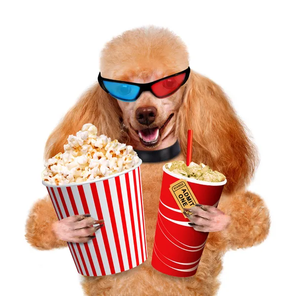 Hond lettend op een film. — Stockfoto