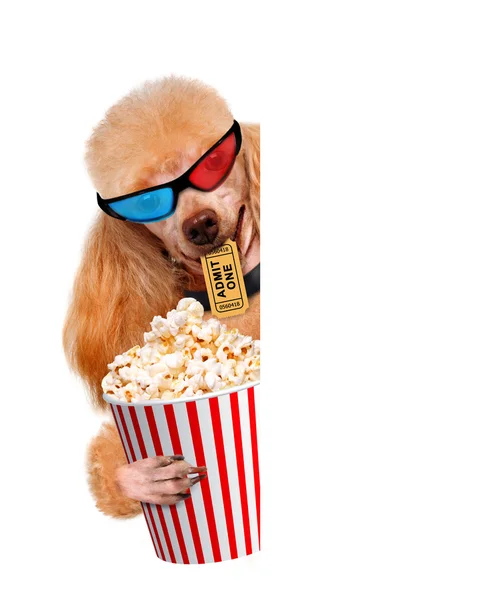 Hond lettend op een film. — Stockfoto