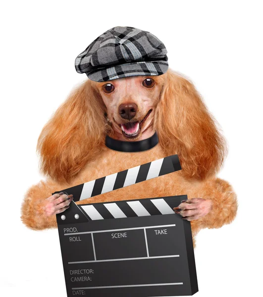 Filmen clapper styrelsen direktör Hund. — Stockfoto