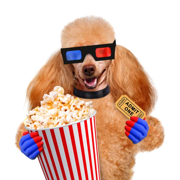 Hond lettend op een film — Stockfoto