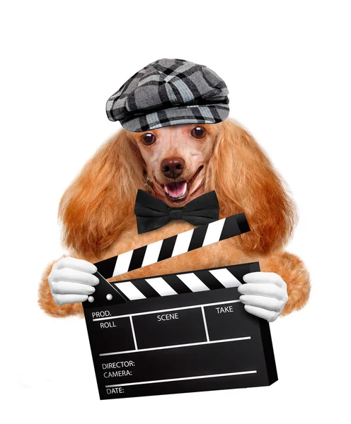 Film clapper board regisseur dog. — Stockfoto