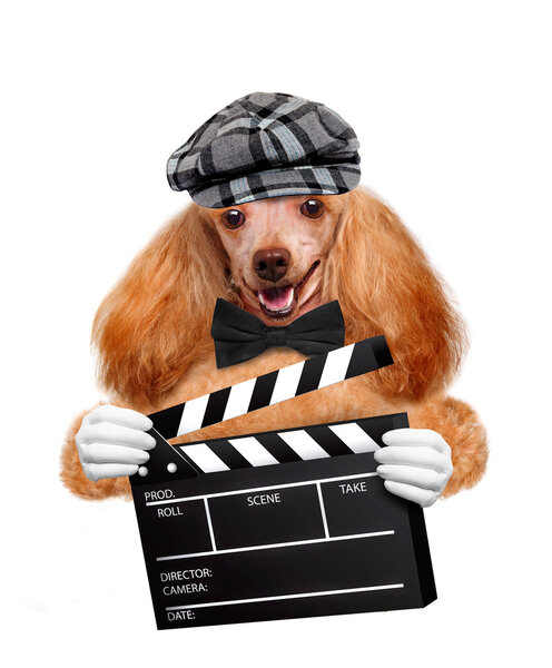 Movie clapper board director dog.