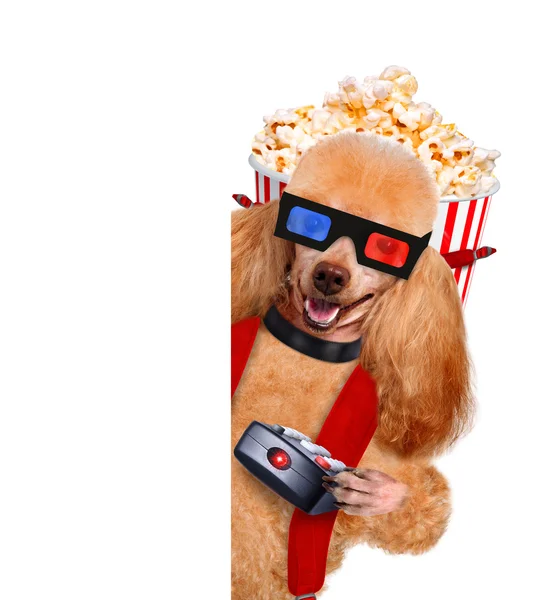Собака смотрит фильм — стоковое фото
