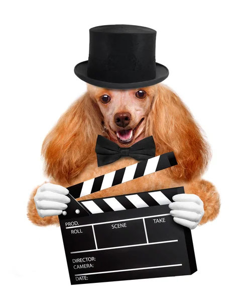 चित्रपट clapper बोर्ड संचालक कुत्रा . — स्टॉक फोटो, इमेज