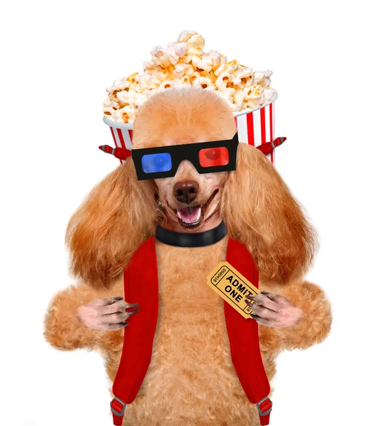 Hond lettend op een film — Stockfoto