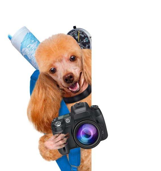 Viaggiatore cane — Foto Stock