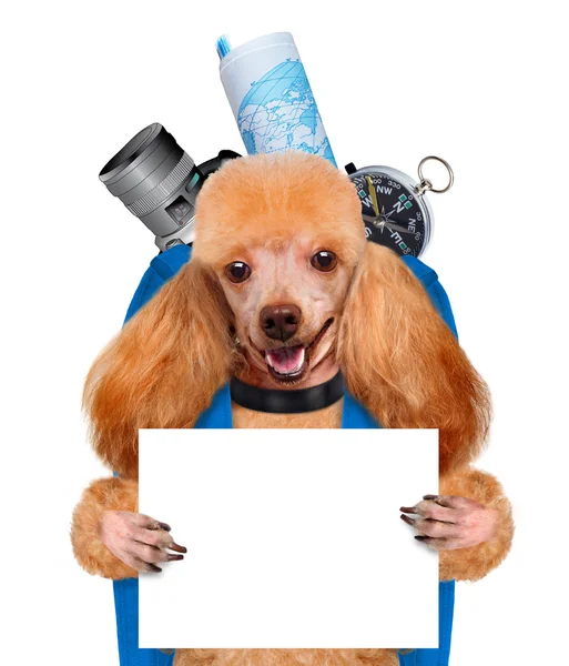 Dog traveler — Stock Photo, Image