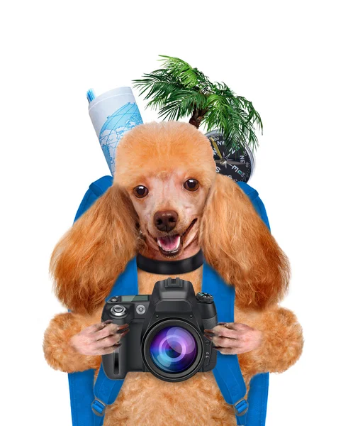 Viajante cão — Fotografia de Stock