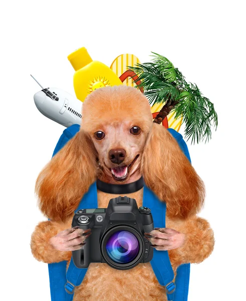 Viajante cão — Fotografia de Stock