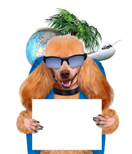 Dog traveler — Stock Photo, Image