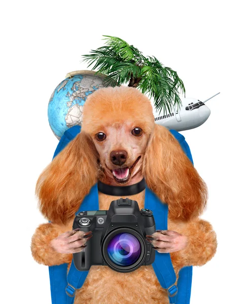 Viaggiatore cane — Foto Stock