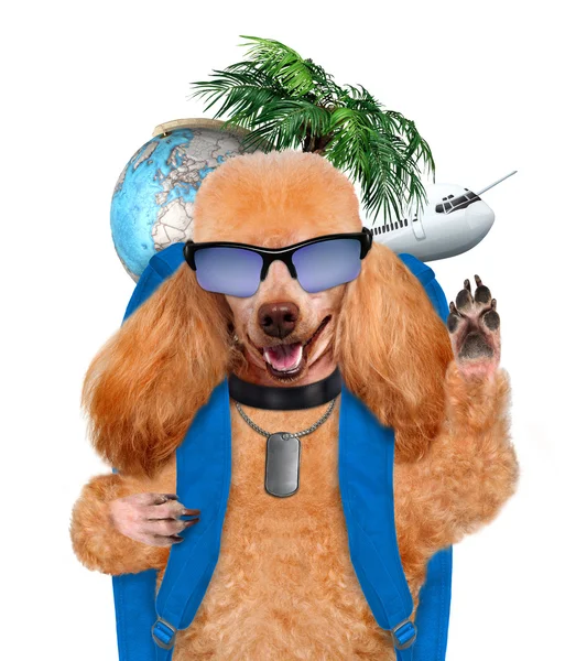 Hond reiziger — Stockfoto