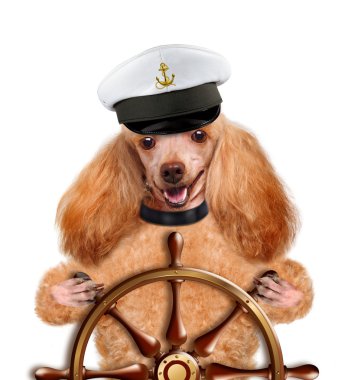 Köpekler denizci.