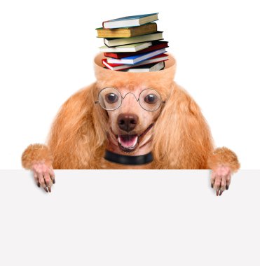 düşünce için gıda