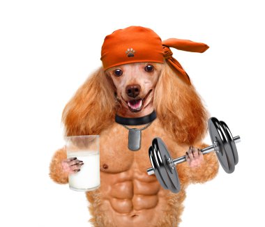 dambıl ve ıslık ile kişisel antrenör köpek