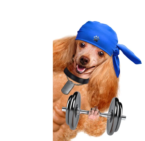 Personal trainer dog with dumbbells and a whistle — Stock Photo, Image