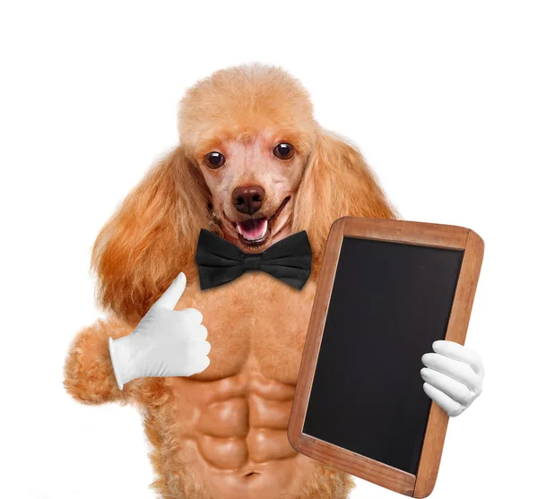 Sexy dog. — Stock Photo, Image