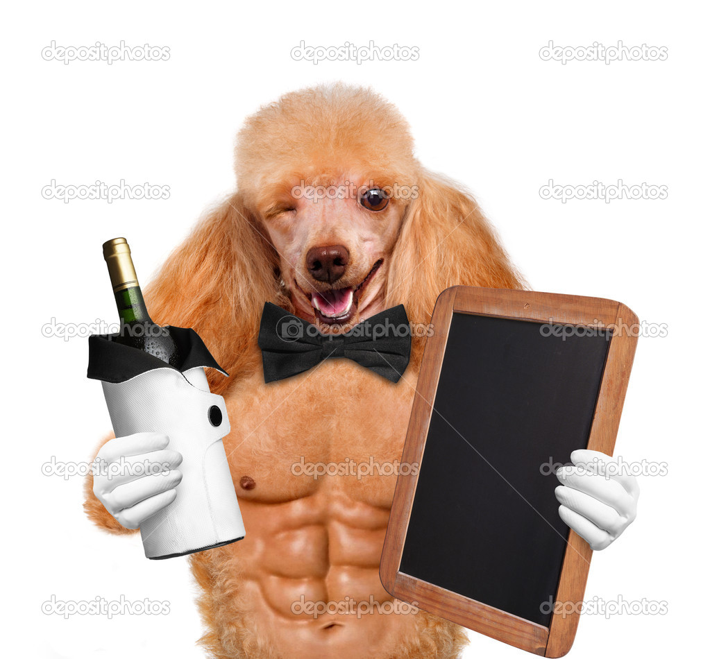 Sexy dog. Stock Photo by ©RasulovS 45193251 Sexy dog. Stock Photo by ©RasulovS 45193251