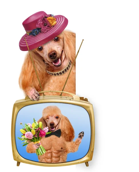 Hunden tittar på TV. — Stockfoto