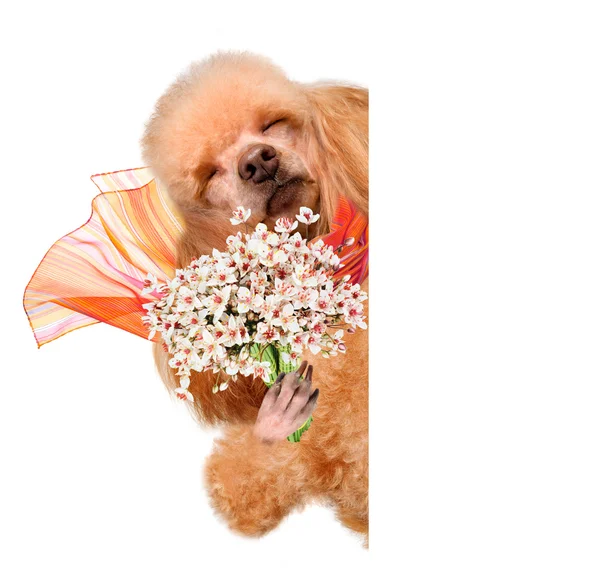 Hund riecht Blumen. — Stockfoto