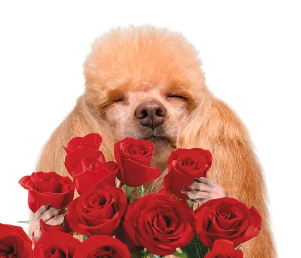 Hund riecht Blumen. — Stockfoto