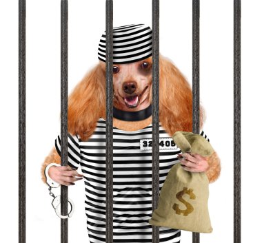 köpek hapis.