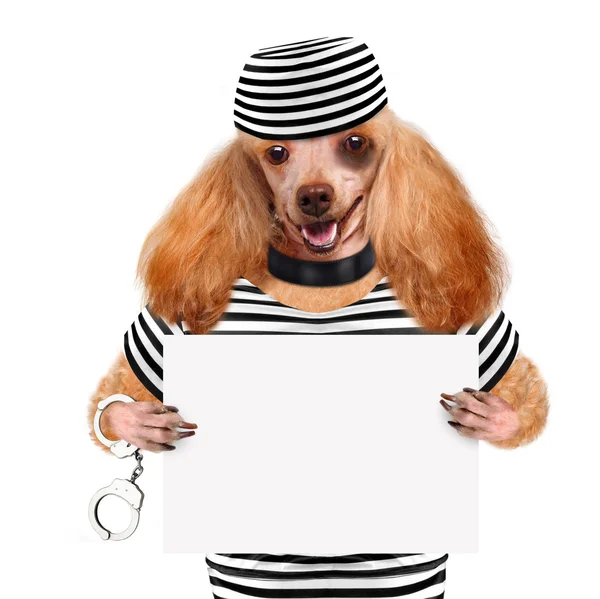 Hund im Gefängnis. — Stockfoto