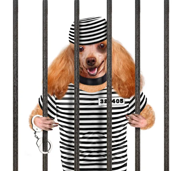 Hund i fängelse. — Stockfoto