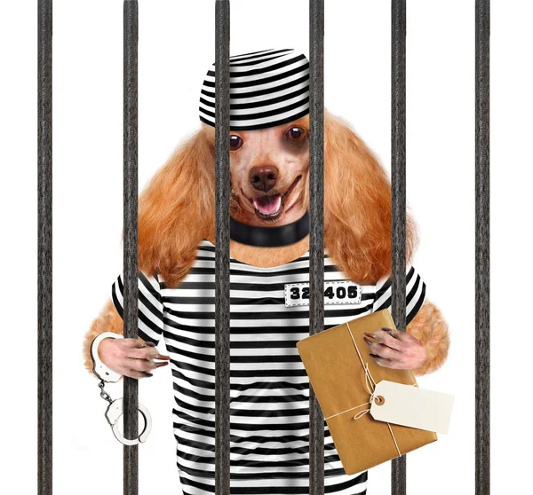 Σκύλος στη φυλακή. — Φωτογραφία Αρχείου