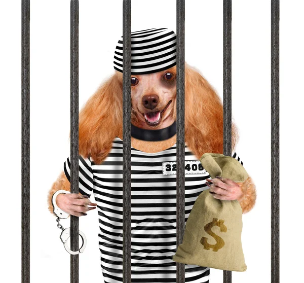 Dog in prison. — Stock Photo, Image