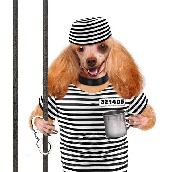 Dog in prison. — Stock Photo, Image