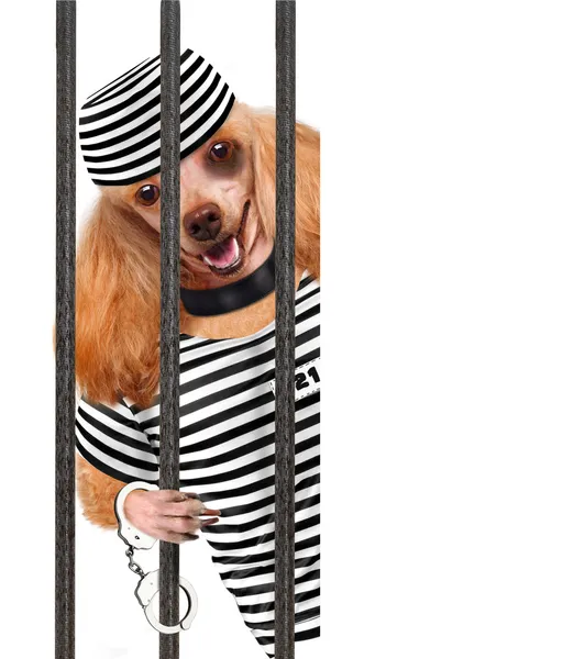 Σκύλος στη φυλακή. — Φωτογραφία Αρχείου