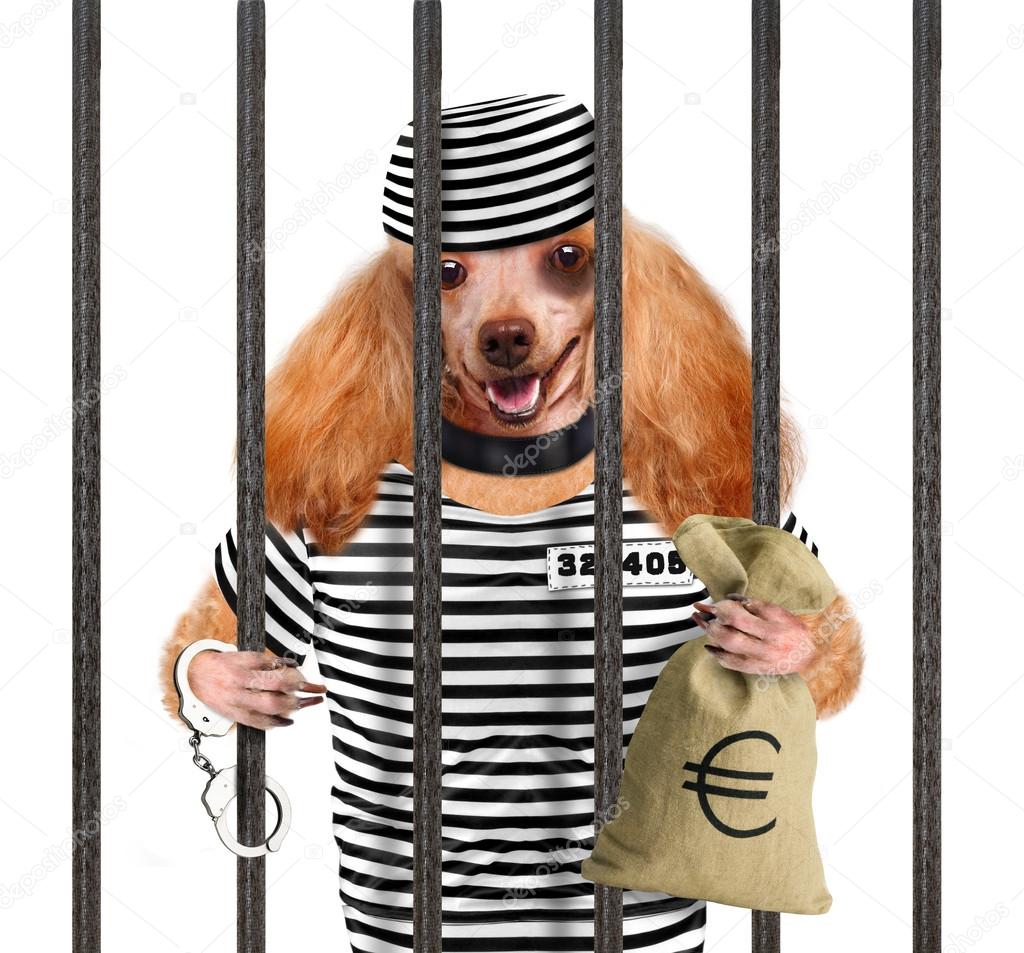 осужденные собаки