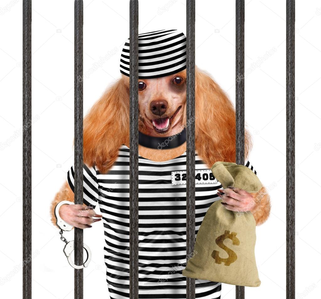 Dog in prison.