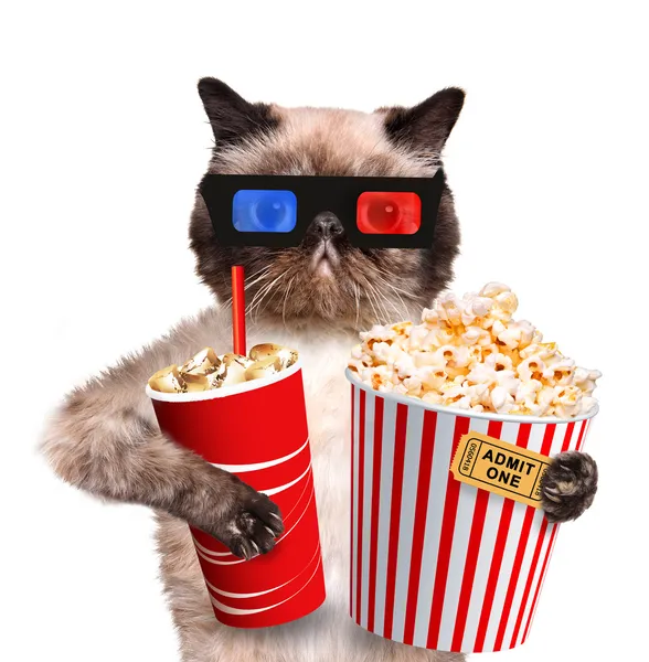 Cat watching a movie — Stock Photo, Image