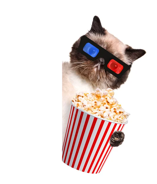 Cat watching a movie — Stock Photo, Image