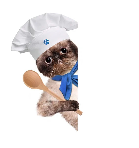 Cat chef — Stock Photo, Image