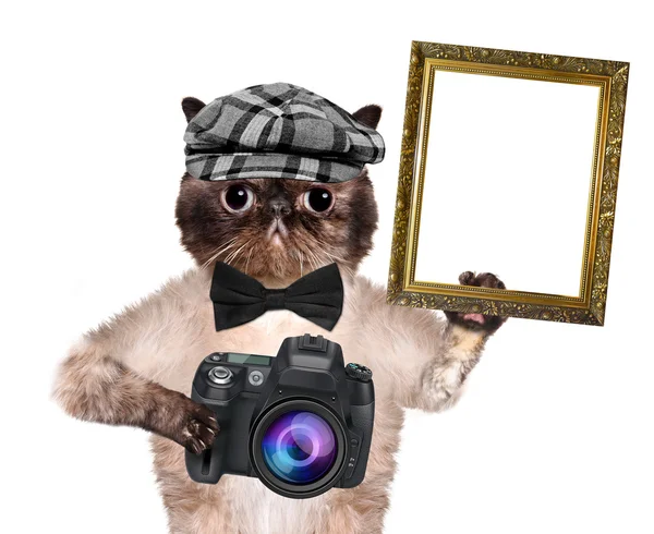 Photographer cat — Stock Photo, Image