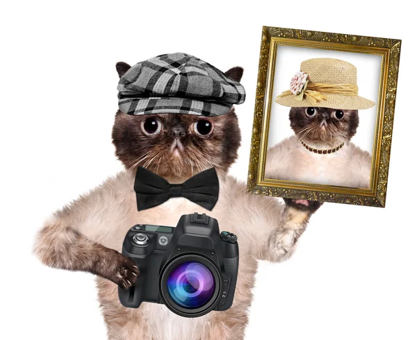 Photographer cat — Stock Photo, Image