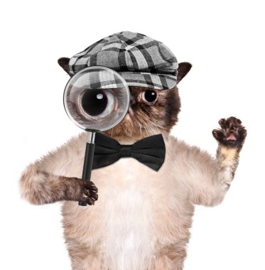 Cat with magnifying glass and searching