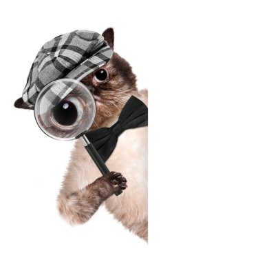 Cat with magnifying glass and searching