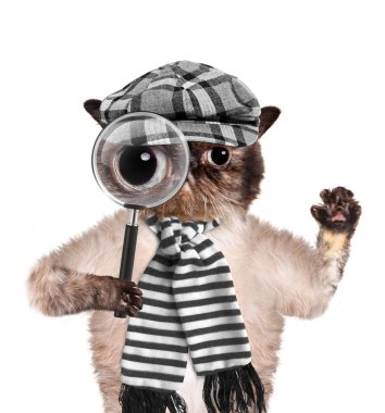 Cat with magnifying glass and searching