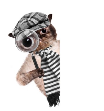 Cat with magnifying glass and searching